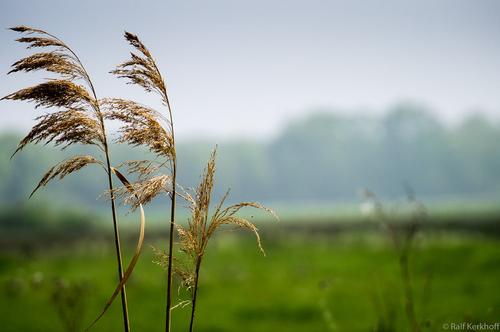Frühlingswind