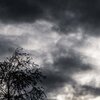 Broding