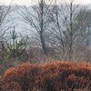Heide