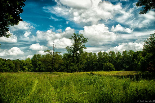 Grassy