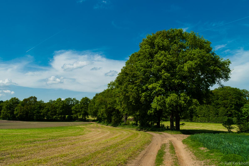 Green Trees