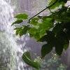 Regenwald