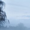 Fogwalk