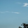 One Tree