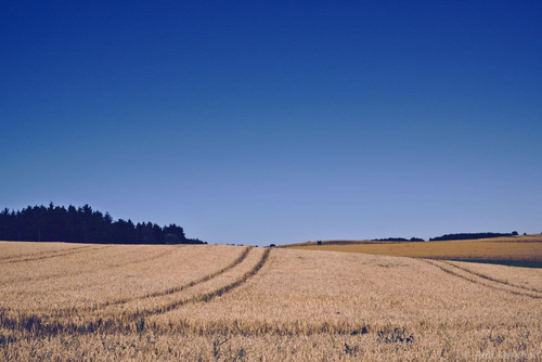 Fields