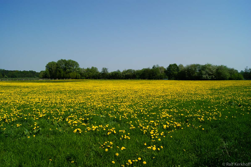 Blumenwiese