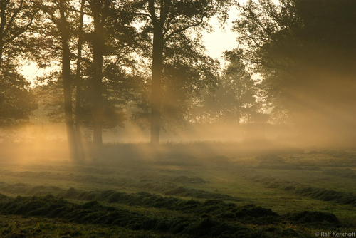 Frühnebel