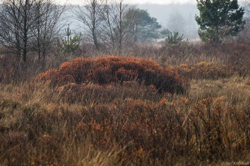 Heide