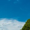 Green Trees