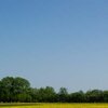 Blumenwiese