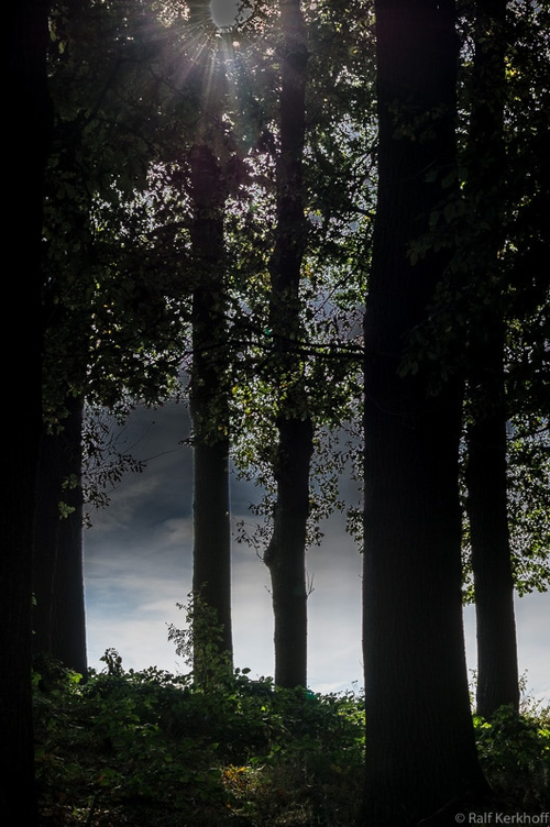 Gegenlicht