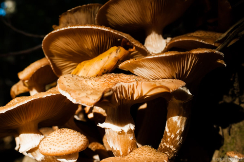 Sunny Fungus