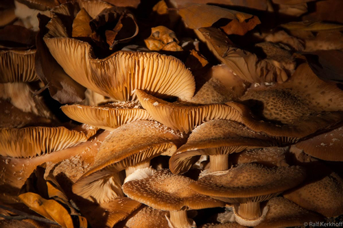 Fungal City