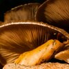 Sunny Fungus