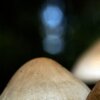 Pilze