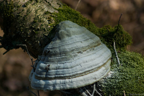 Fungus
