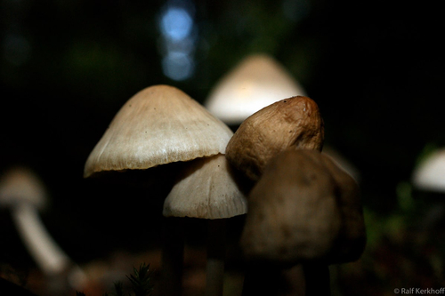 Pilze