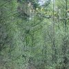 Kranenmeer