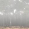 Foggy Trees