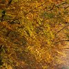 Herbstwald