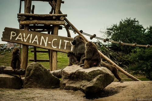 Pavian City