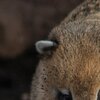 Nasenbär