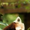 Little Panda