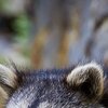 Waschbär