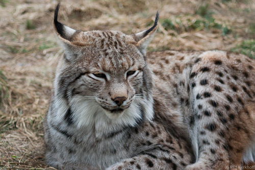Relaxed