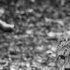 Gepard