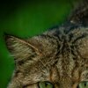 Wildkatze