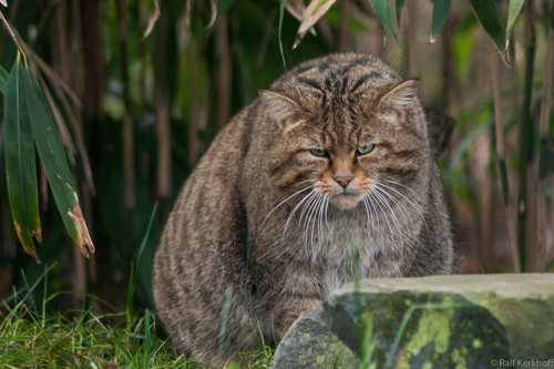 Wildkatze