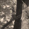 On The Tree