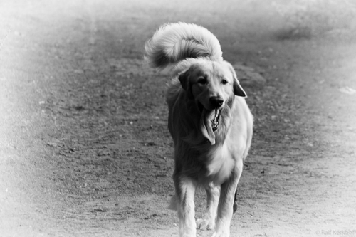 On The Run