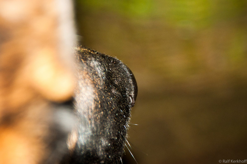 Dognose