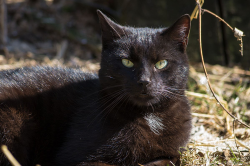 Katzenauge