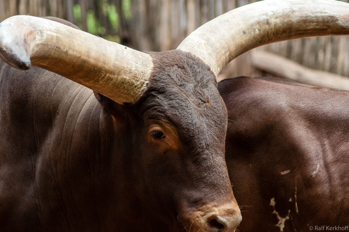 Big Horn