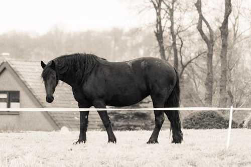 Black Horse