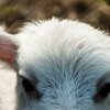 New Born