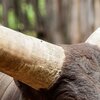 Big Horn