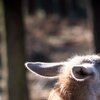 Lama
