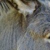 Donkey