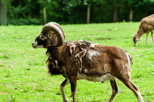 Big Bock