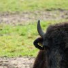 Bison