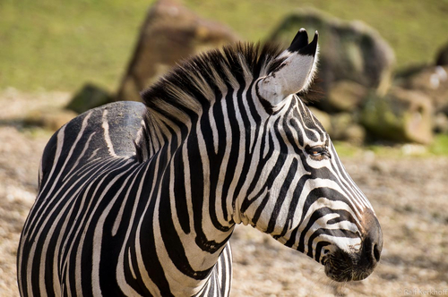 Stripes