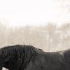 Black Horse