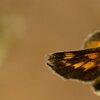Schmetterling