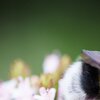 Hummel