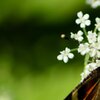 Schmetterling