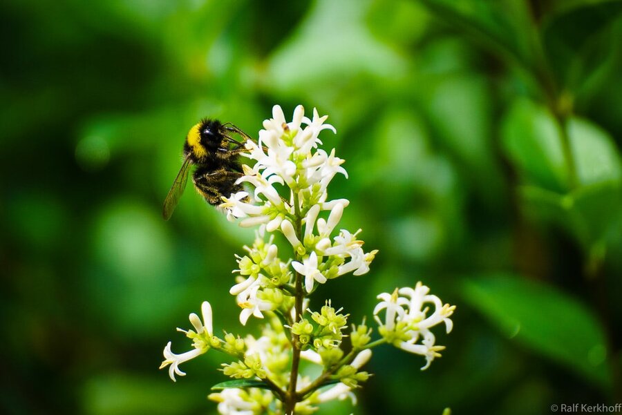 Insekten